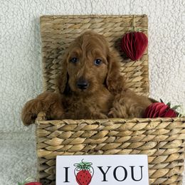 Lake - Red female Irish Doodle puppy in Galloway, Florida from Heavenly Poodles