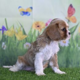 Cavalier King Charles Spaniel Puppies from Reigning Glory