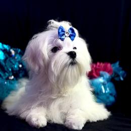 Marlee's Boy 1 - White male Maltese puppy in Arab, Alabama from Always Maltese