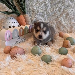 Chanel - Blue female Pomsky puppy in Bucyrus, Missouri from Hill Top Pomskies