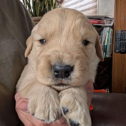 Trolley - Golden female Golden Retriever puppy in Cody, Wyoming from Bliss Creek MTN Meadows