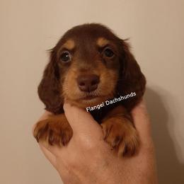 Neuffen - 2,350 - Chocolate and tan male Dachshund puppy in Valdosta, Georgia from Flangel Dachshunds