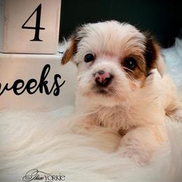 White parti girl - Parti female Yorkshire Terrier puppy in Machesney Park, Illinois from Three Yorkie Family