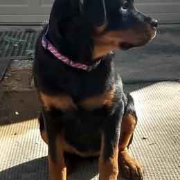 Rottweiler Puppies from Gateway Rottweilers
