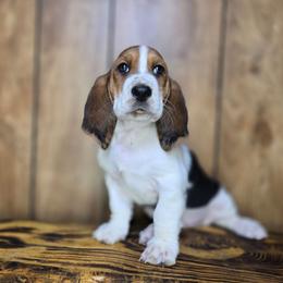 Flower - Brown black and white female Basset Hound puppy in Valley, Washington from Enchanted Valley Paws