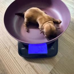 Eclair - Chocolate female Shih Tzu puppy in Port Orchard, Washington from Buttons N Bows