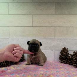 Girl 2 - Fawn female French Bulldog puppy in Astatula, Florida from Reds Frenchies