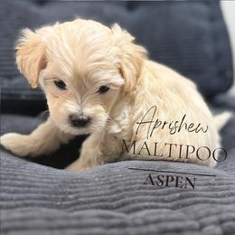 Aspen - Cream male Maltipoo puppy in Weatherford, Texas from Aprishew Maltipoo