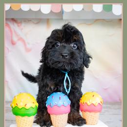 House - Black male Cockapoo puppy in Connersville, Indiana from Deaz Doodle Ranch