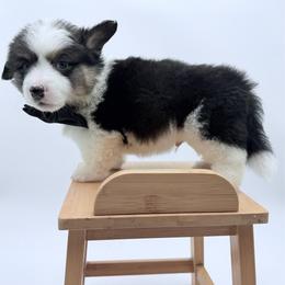 Flounder - Black and tan male Pembroke Welsh Corgi puppy in Vacaville, California from Hope_4thebay_Corgis