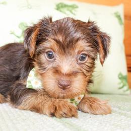 Duke - Chocolate and tan male Yorkshire Terrier puppy in Hugo, Oklahoma from Ann R.