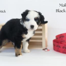 Cheese Stick - Black tri male Miniature Australian Shepherd puppy in Wooster, Ohio from Kari's Mini Aussies