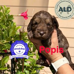 La Popis - Chocolate female Australian Labradoodle puppy in San Juan, Texas from QuiSal Labradoodles