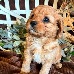 Sugar - Apricot female Cavapoo puppy in Marquand, Missouri from Perfectly Playful Doodles