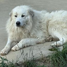 Flida - Great Pyrenees