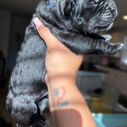 Cane Corso Puppies from Bellissima Cala Cane Corso