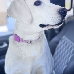 Luna - Labrador Retriever