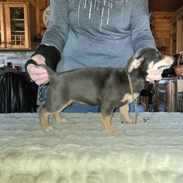 Missy - Blue and white female Teddy Roosevelt Terrier puppy in Camden, Michigan from Valley of the Blue Dogs