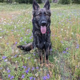 Remmy - Sable female German Shepherd puppy in Pickens, South Carolina from Von Maqqedah Haus German Shepherds
