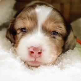 Orange - Dapple male Dachshund puppy in Allons, Tennessee from Amber's Flock Homestead