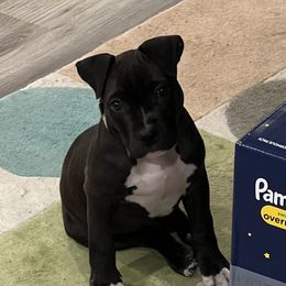 American Bully Puppies from XLRG BULLIES