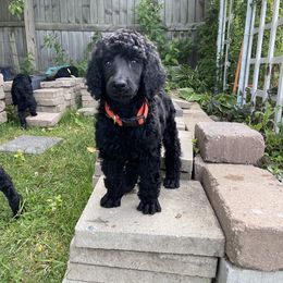 Poodle Puppies from Turkhaven