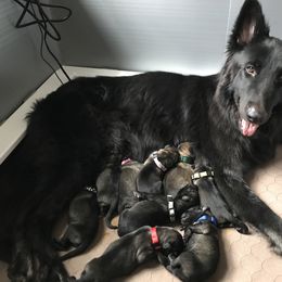 Shiloh Shepherd Puppies from Echo Shilohs