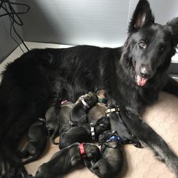 Shiloh Shepherd Puppies from Echo Shilohs