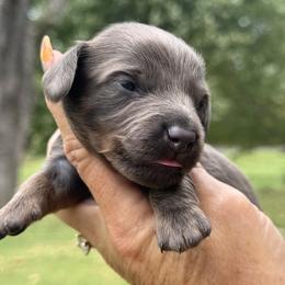 River - Blue and tan male Dachshund puppy in Bentonville, Arkansas from Boujee Buns Dachshunds