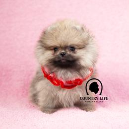 AKC Snap - Orange sable male Pomeranian puppy in Idaho Falls, Idaho from Country Life Pomeranians