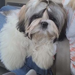 Rosalina - Shih Tzu