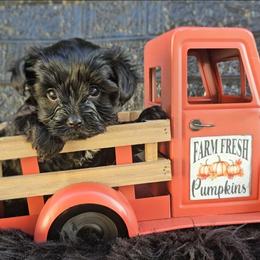 Franklin - Black and tan male Yorkshire Terrier puppy in Vancouver, Washington from Yorkastle Kennels