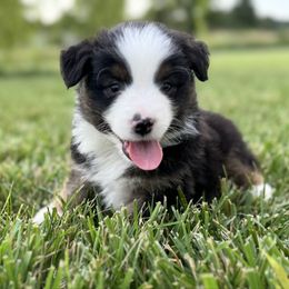 Bo - Black tri male Miniature American Shepherd puppy in Springfield, Missouri from 3 Barrels Farms, LLC