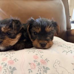 Girl Pink - Black and gold female Yorkshire Terrier puppy in Wolfforth, Texas from April Hernandez