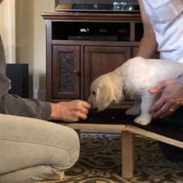 Golden Retriever Puppies from Lakeside Golden Retrievers
