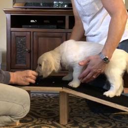 Golden Retriever Puppies from Lakeside Golden Retrievers