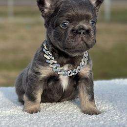 French Bulldogs from Fluffy frenchie cartel