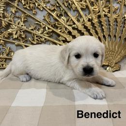 Benedict - Light golden male Golden Retriever puppy in Conroe, Texas from Tails of Cypress