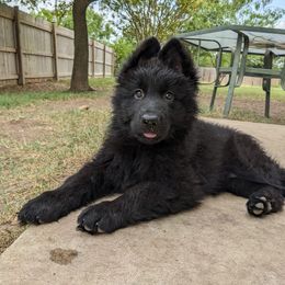 German Shepherd Puppies from Naturphänomen Kennel