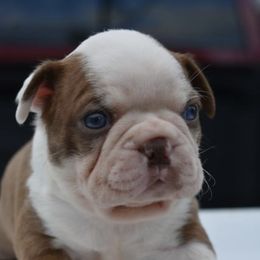 Marshmellow - Boston Terrier puppy in New Cumberland, Pennsylvania from BB and C Bostons