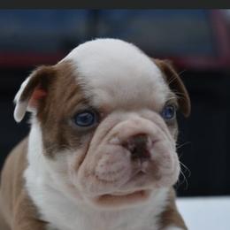 Marshmellow - Boston Terrier puppy in New Cumberland, Pennsylvania from BB and C Bostons