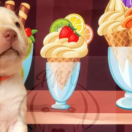 Boy 2 - Yellow Labrador Retriever puppy in Rogue River, Oregon from PNW Labradors