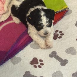 Girl 1 - Black female Havapoo puppy in Cedar Springs, Michigan from Pridespoodles