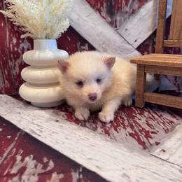 Lauren - White female Pomsky puppy in Bucyrus, Missouri from Hill Top Pomskies