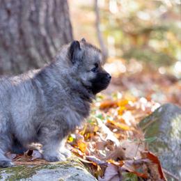 Pomsky Puppies from New World Pomskies