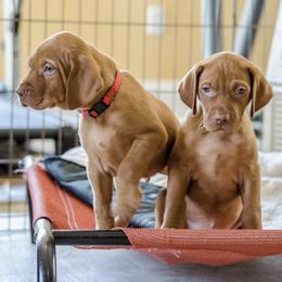 Vizslas from Annian Vizslas
