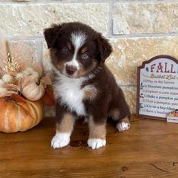 Willa - Red tri female Miniature Australian Shepherd puppy in Midway, Texas from L Bar W Aussie Ranch
