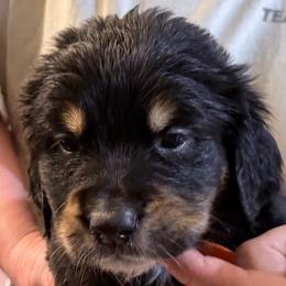 Tiramasu - female Golden Mountain Dog puppy in Seville, Ohio from Retriever Ranch