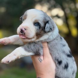 Swiss - Blue merle male Australian Shepherd puppy in Polk City, Florida from Skaky Shepherds