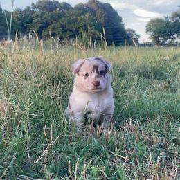 Monica - Red merle female Australian Shepherd puppy in Dunn, North Carolina from The Dogs of Working Aussies Homestead